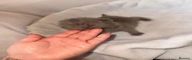British Shorthair 4