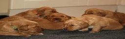 Golden Retriever dogs for sale: KC Registered Working Golden Retriever Puppies - Advert 30