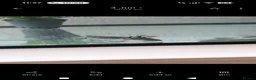 Axolotl reptiles for sale: 2 axolotls - Advert 4