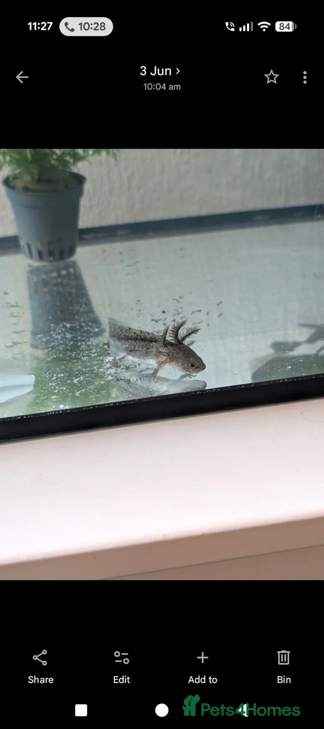 Axolotl reptiles for sale: 2 axolotls - Advert 4