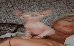 Sphynx cats for sale: 3 beautiful sphynx kittens for sale  - Image 4
