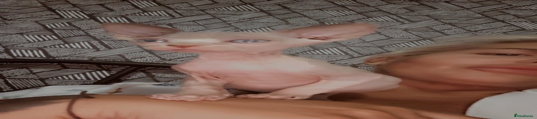 Sphynx Kitten 2