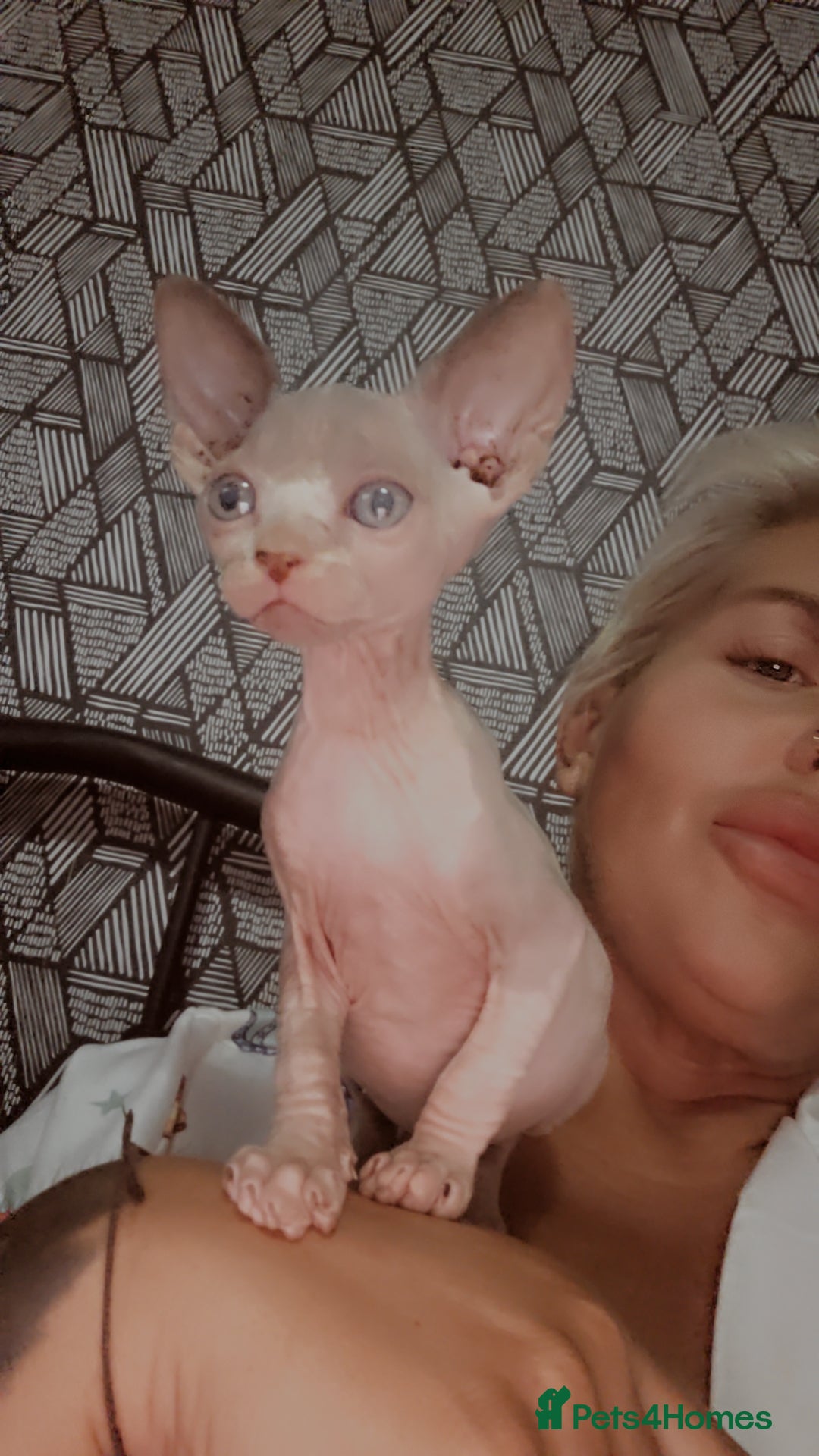 Sphynx cats for sale: 3 beautiful sphynx kittens for sale  - Image 4