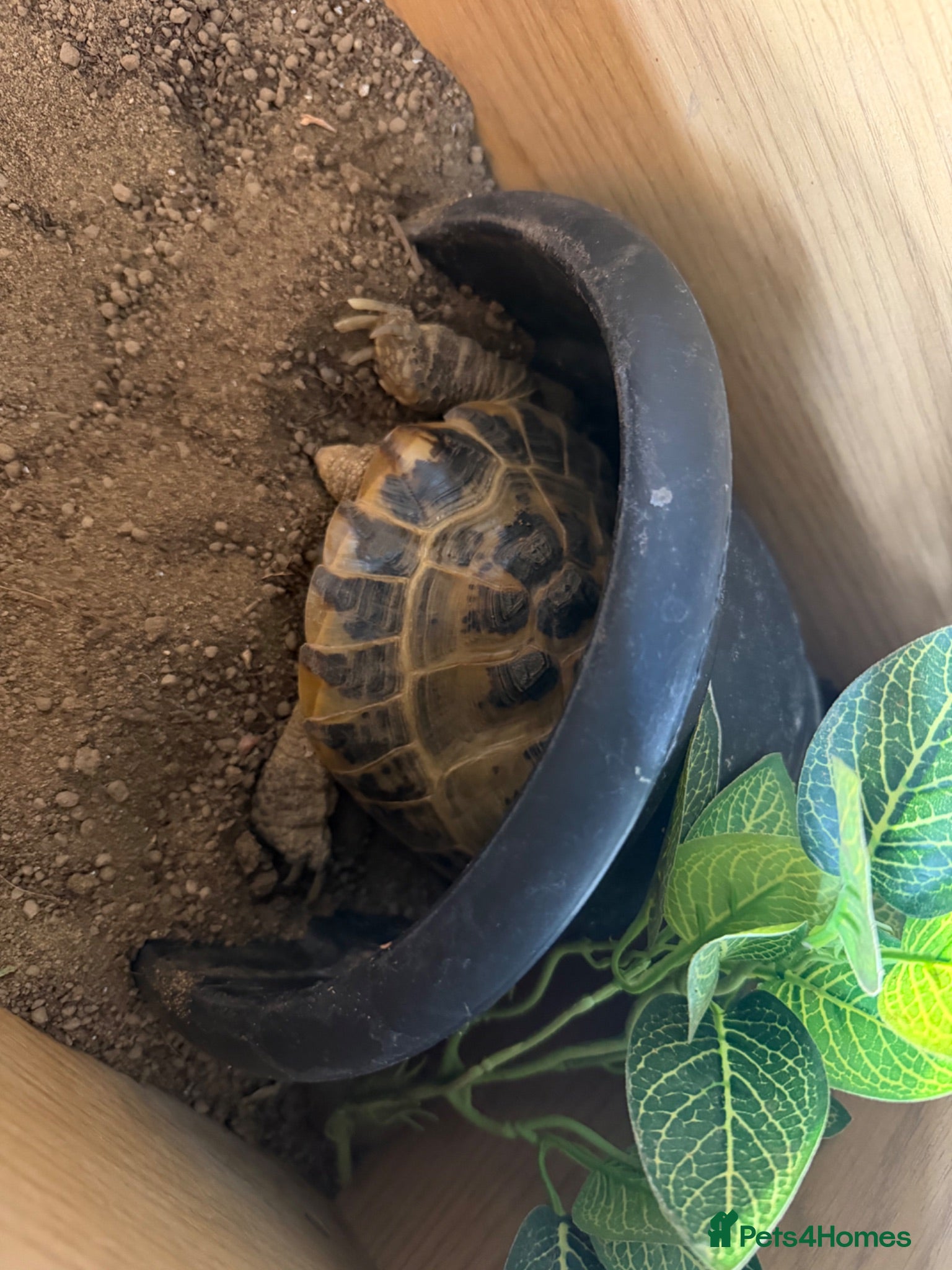 Tortoise reptiles Female Russian tortoise - Advert 1