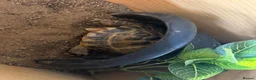 Tortoise reptiles for sale: Female Russian tortoise - Advert 1