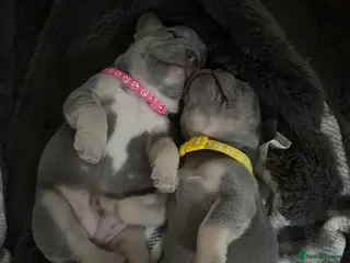 French Bulldog dogs Lilac & Tan KC Reg French Bulldog puppies - Advert 16