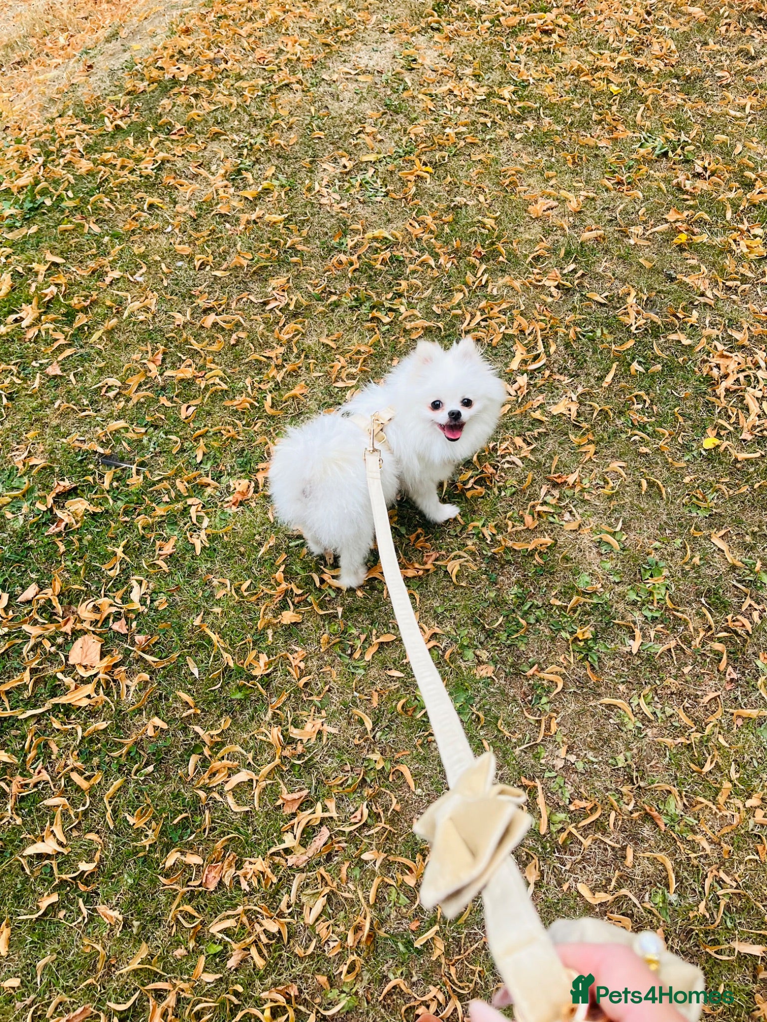 Pomeranian dogs Pomeranian Girl - Advert 9