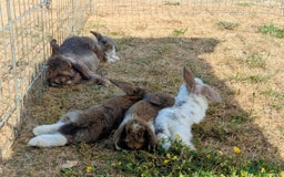 Mini Lop rabbits for sale: 4 stunning mini lops - Image 2