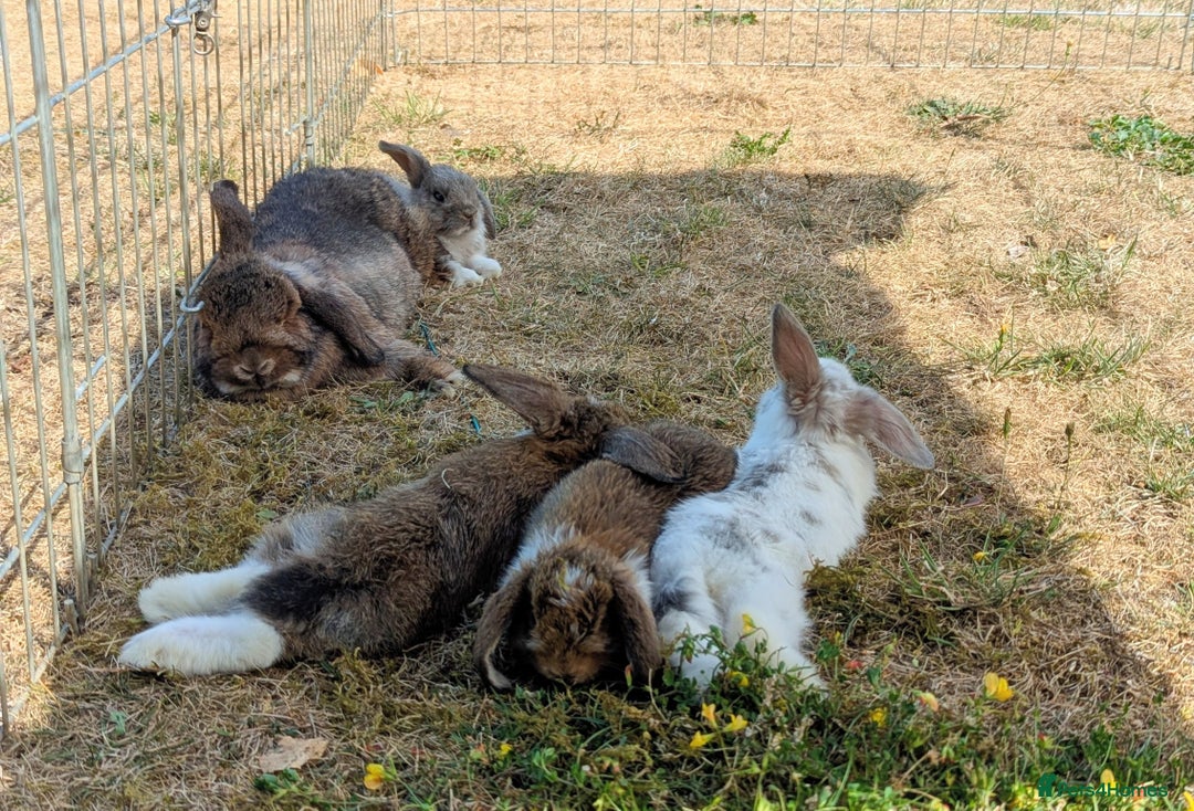 Mini Lop rabbits for sale: 4 stunning mini lops - Image 2