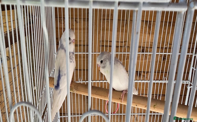 Budgerigars birds - Advert 7