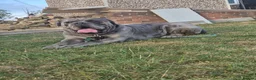 Cane Corso dogs for stud: ❌️Stud❌️ - Advert 3
