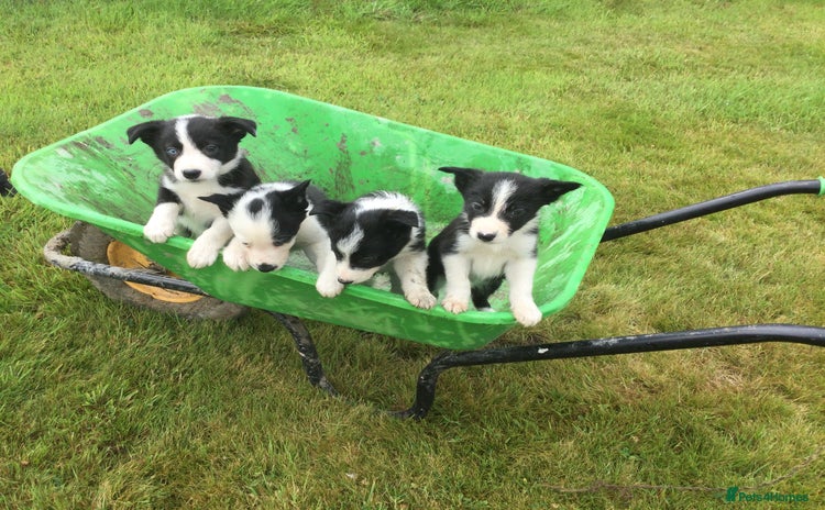 Border Collie dogs - Advert 3