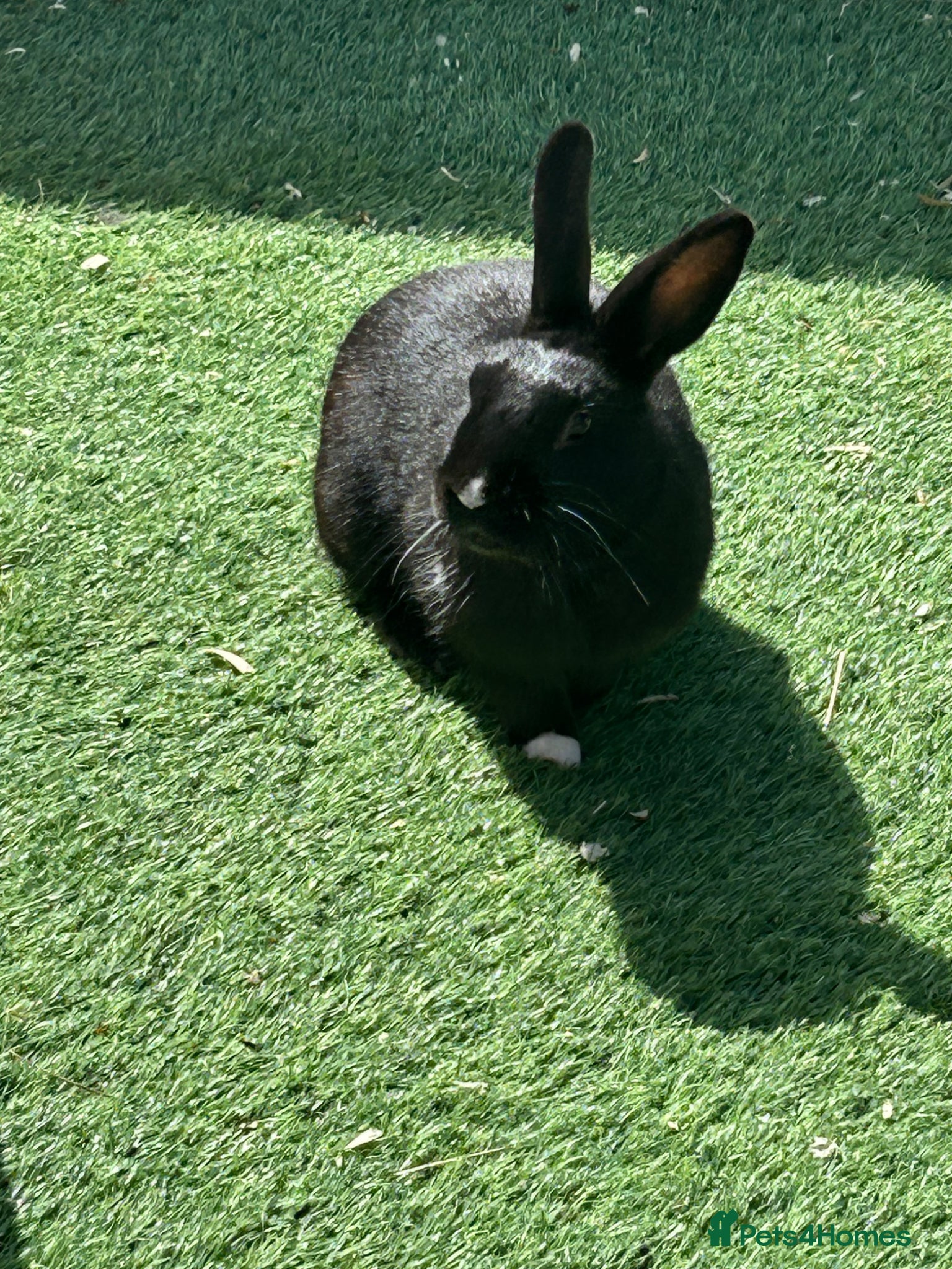 Mixed Breed rabbits Female rabbit - Advert 15