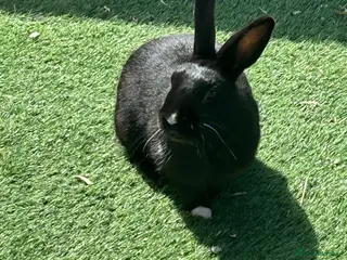 Mixed Breed rabbits Female rabbit - Advert 15