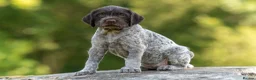 German Wirehaired Pointer dogs for sale: 1ST VACC GIVEN, HEALTH CHECKED KC REG GWP PUPS  - Advert 20