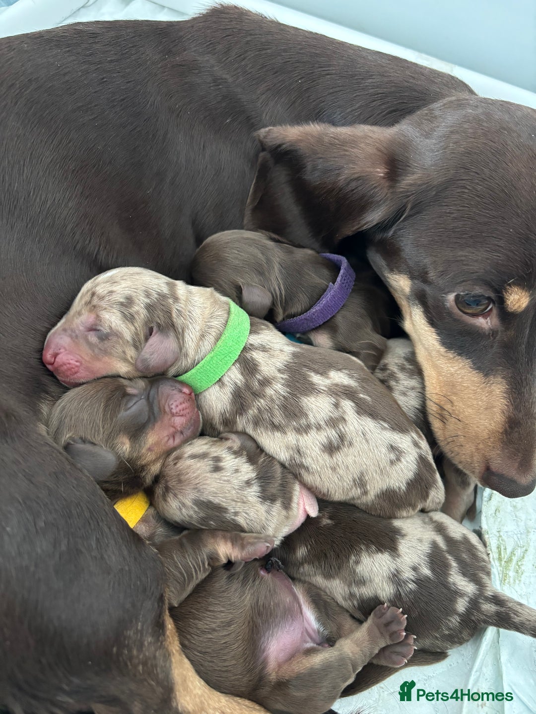 Miniature Dachshund dogs for sale: Last 2 Miniature Dachshund Pups Ready 23rd Dec! - Advert 19