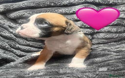 Boxer dogs for sale: Gorgeous litter of red and white boxers.  - Image 23