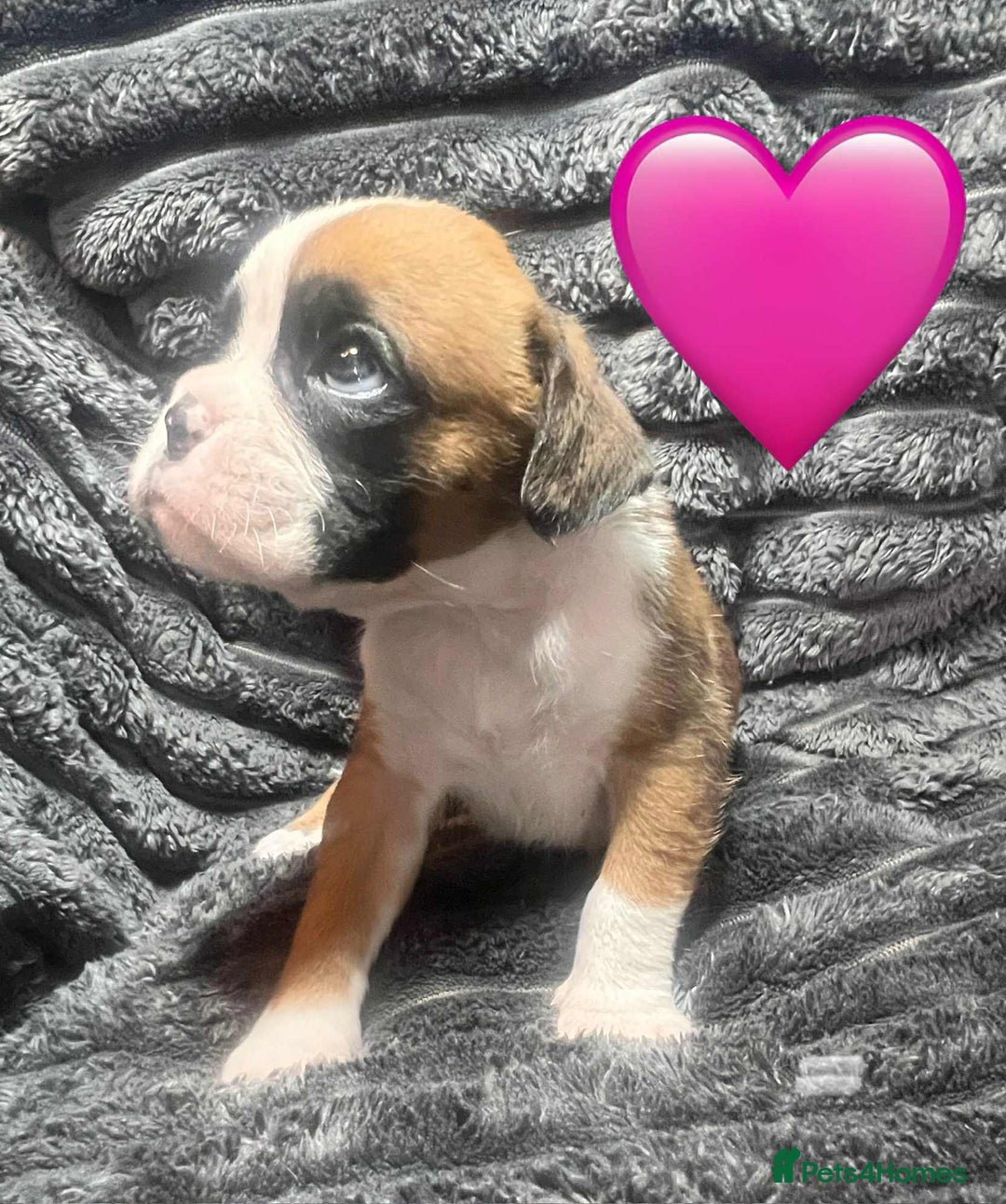 Boxer dogs for sale: Gorgeous litter of red and white boxers.  - Image 23