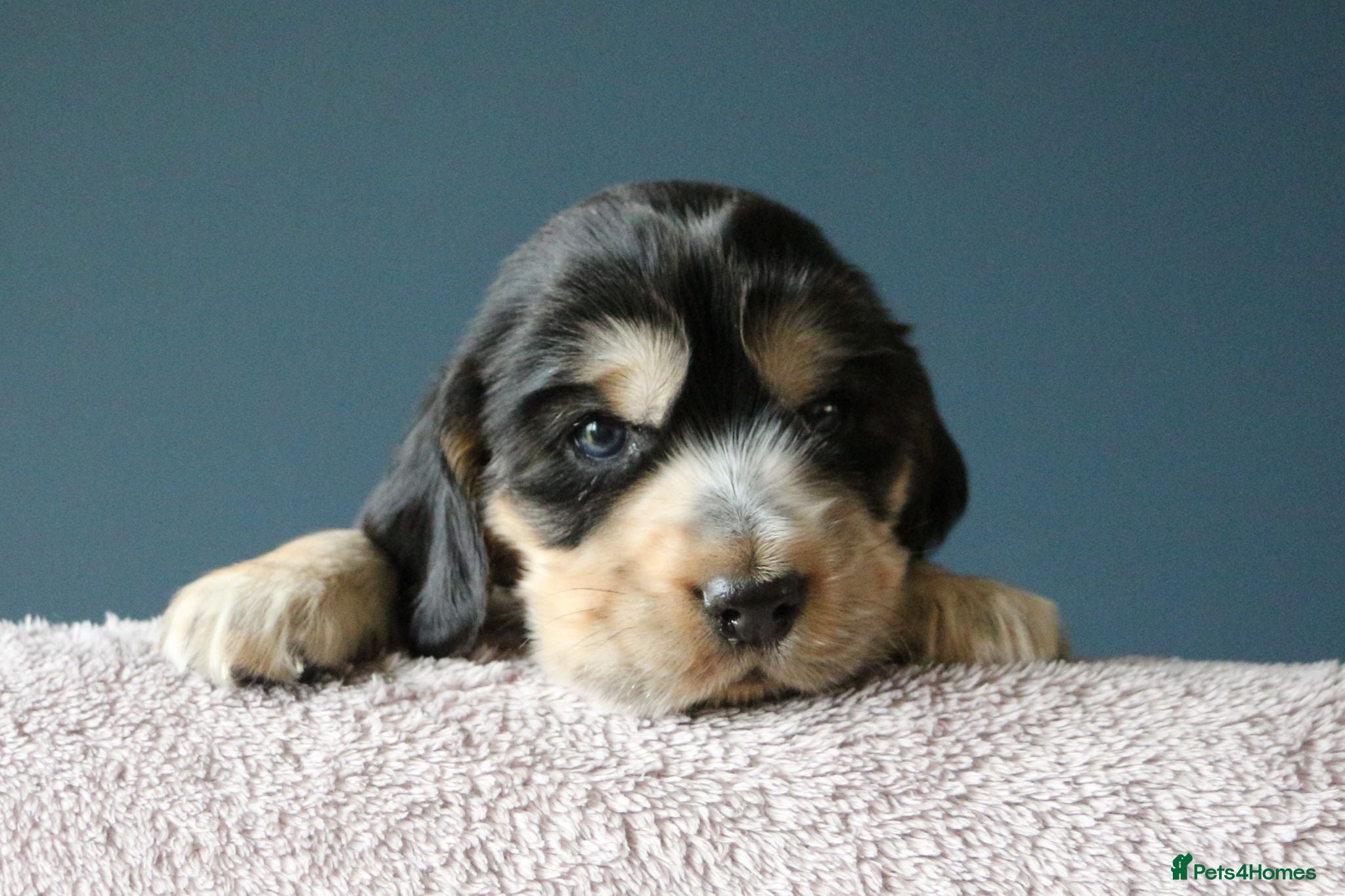 Cocker Spaniel dogs KC registered show type Cocker spaniel puppies  - Advert 1