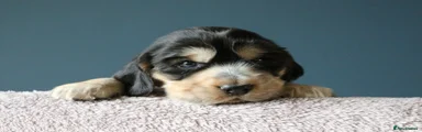 Cocker Spaniel 7