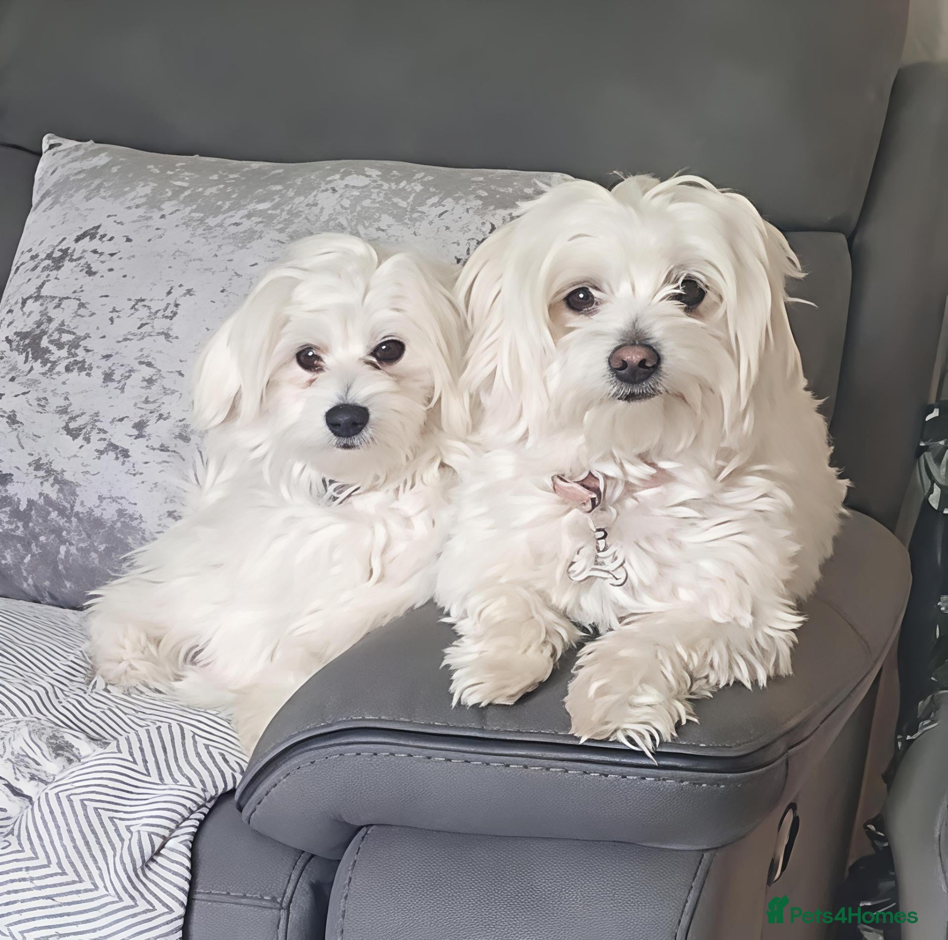 Mixed Breed dogs 3 Maltichon x Maltese Boys - Advert 1