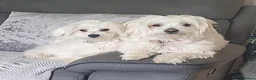 Mixed Breed dogs for sale: 3 Maltichon x Maltese Boys in Birmingham - Advert 1