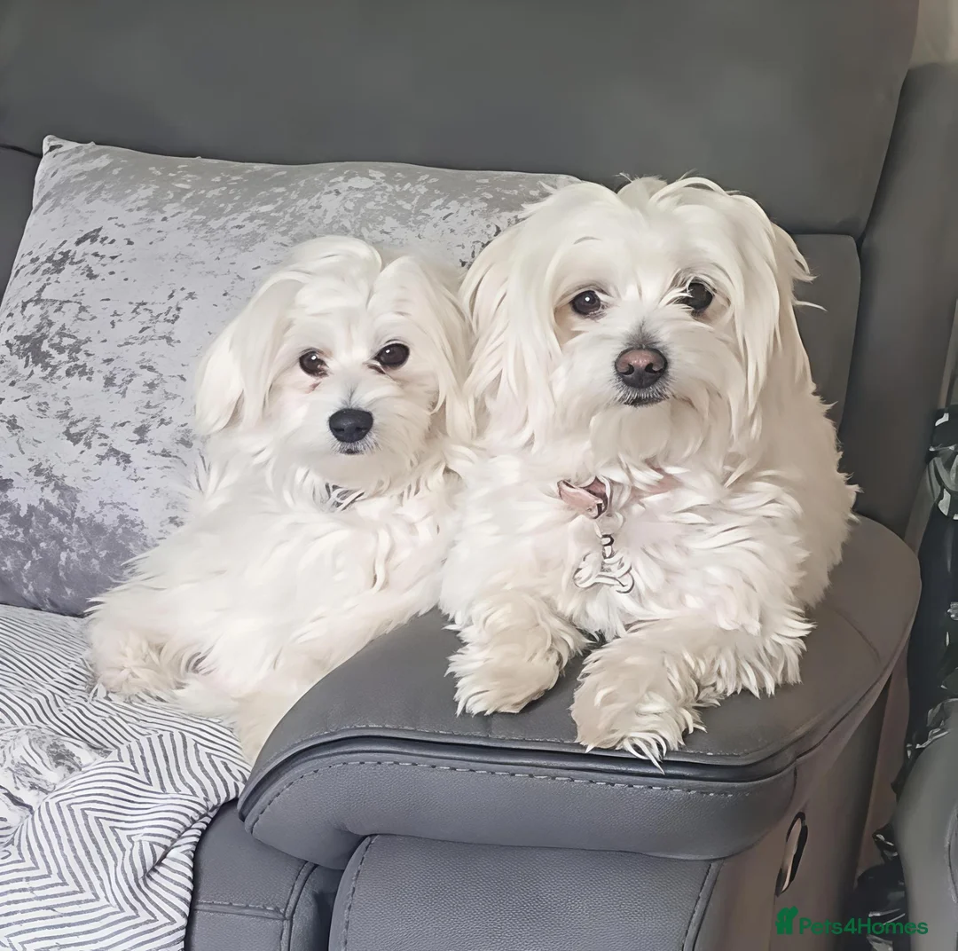 Mixed Breed dogs for sale: 3 Maltichon x Maltese Boys in Birmingham - Advert 1