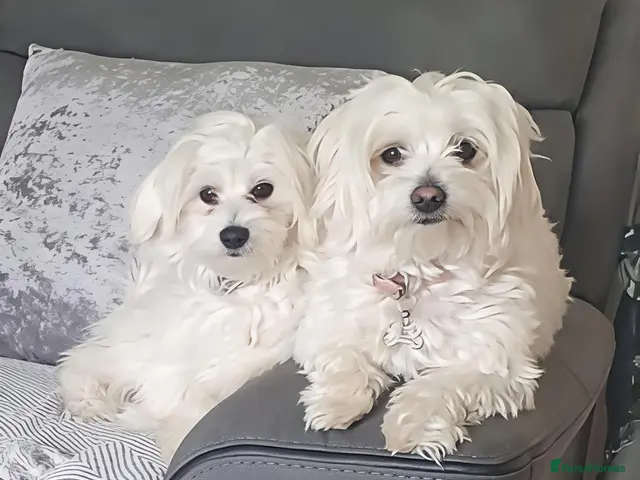 Mixed Breed dogs 3 Maltichon x Maltese Boys - Advert 18