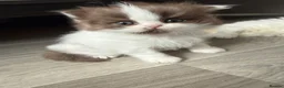 British Shorthair cats for sale: Champion line British longhair  - Advert 12