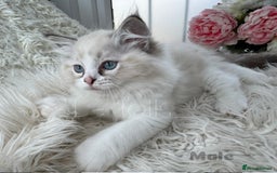 Ragdoll cats for sale: Beautiful,affectionate ragdoll ready for their 🏡 - Image 4