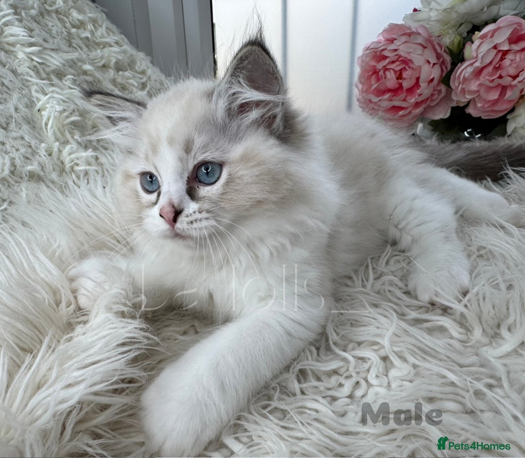 Ragdoll cats for sale: Beautiful,affectionate ragdoll ready for their 🏡 - Image 4