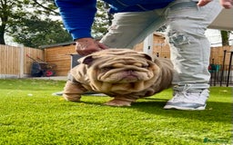 English Bulldog dogs for stud: Planetbulls Maverick  - Image 3