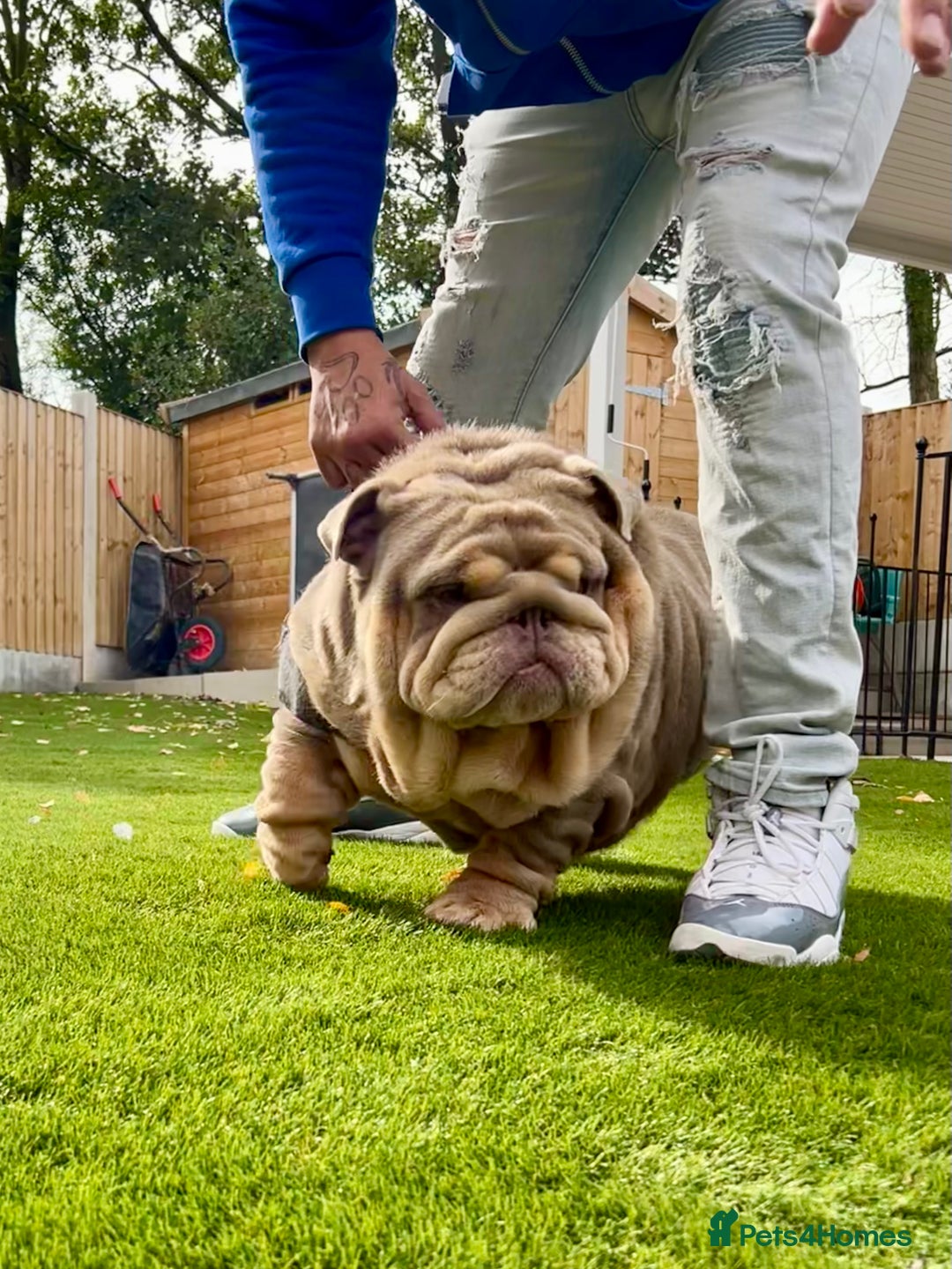 English Bulldog dogs for stud: Planetbulls Maverick  - Image 3