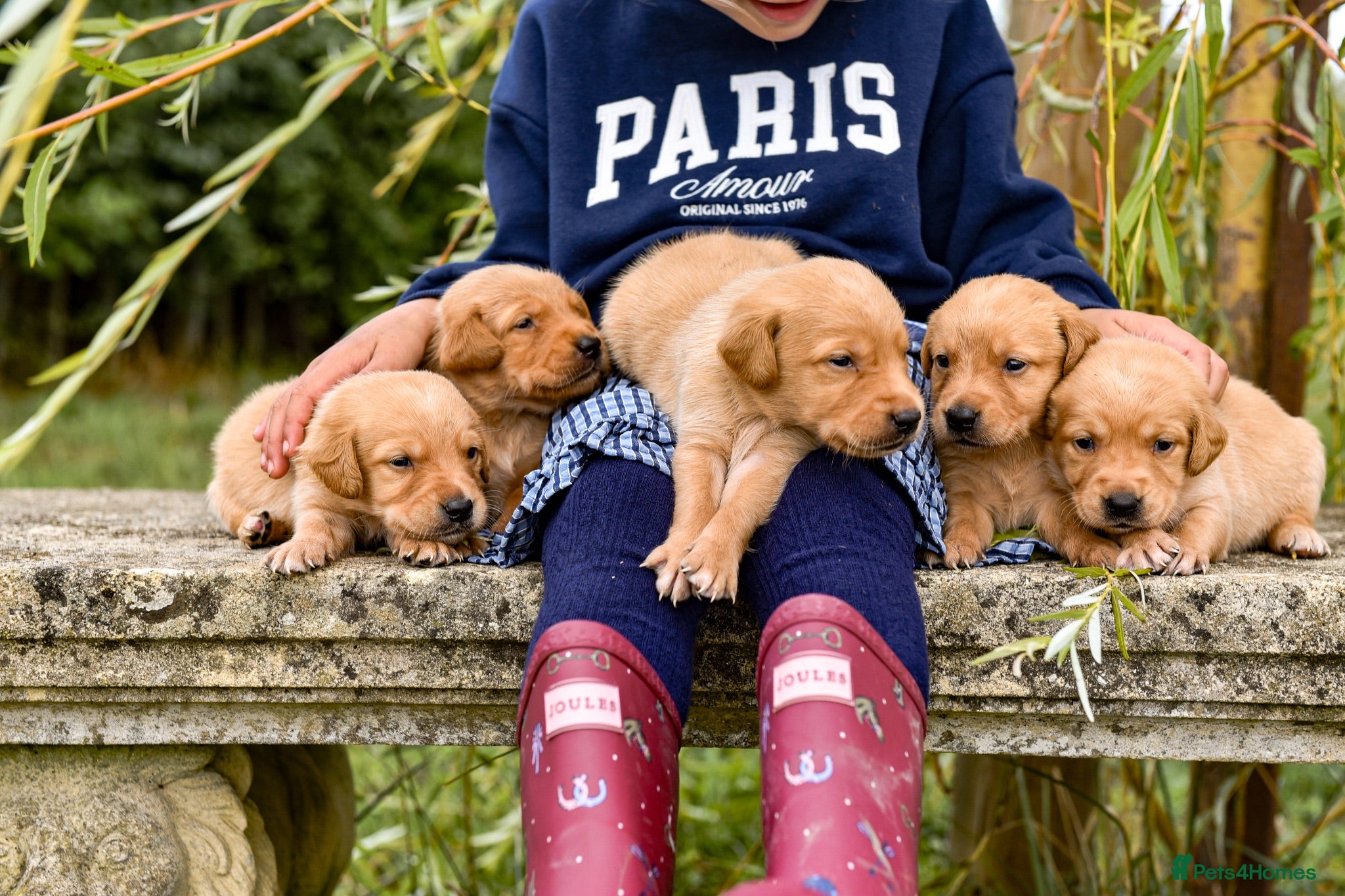 Goldador dogs Beautiful Red Goldador KC Reg Parents - Advert 2