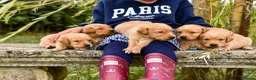 Goldador dogs for sale: Beautiful Red Goldador KC Reg Parents in Sleaford - Advert 2