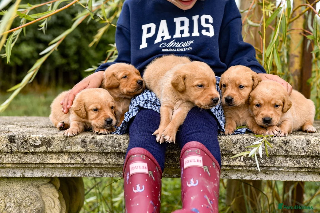 Goldador dogs for sale: Beautiful Red Goldador KC Reg Parents in Sleaford - Advert 2