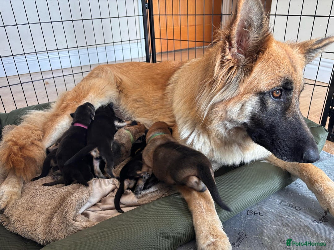 German Shepherd dogs for sale: German Shepard KC Reg Puppies in Scunthorpe - Image 6