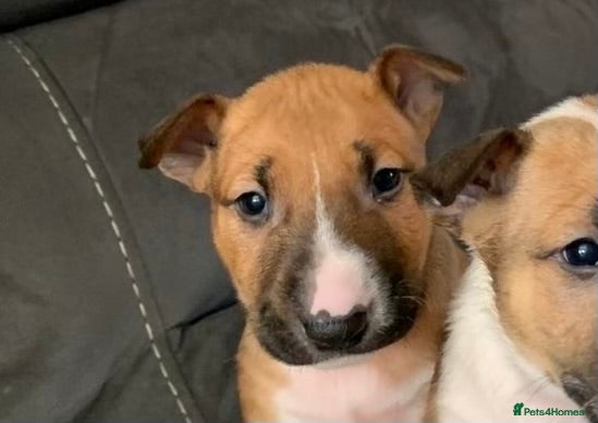 English Bull Terrier dogs KC English Bull Terrier Pups - Advert 2