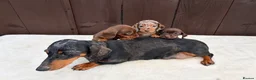 Miniature Dachshund dogs for sale: Dachshund puppies 2 boys 1 girl  - Advert 15