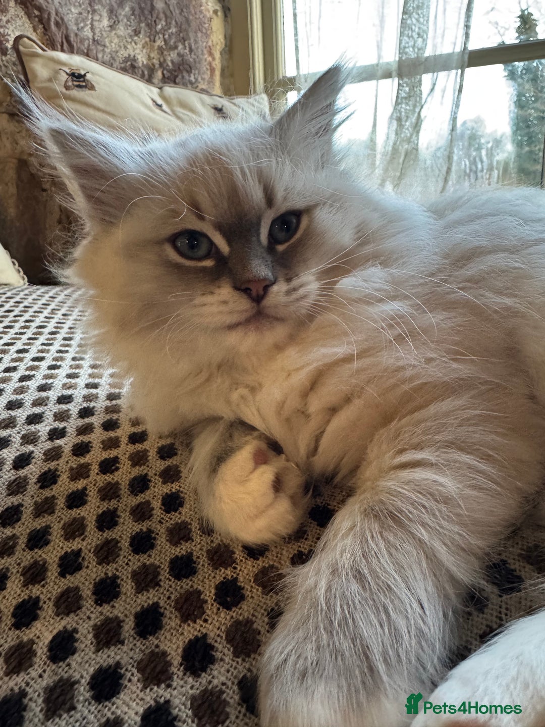 Ragdoll cats for sale: Beautiful Siberian Ragdoll cross kittens for sale - Advert 12