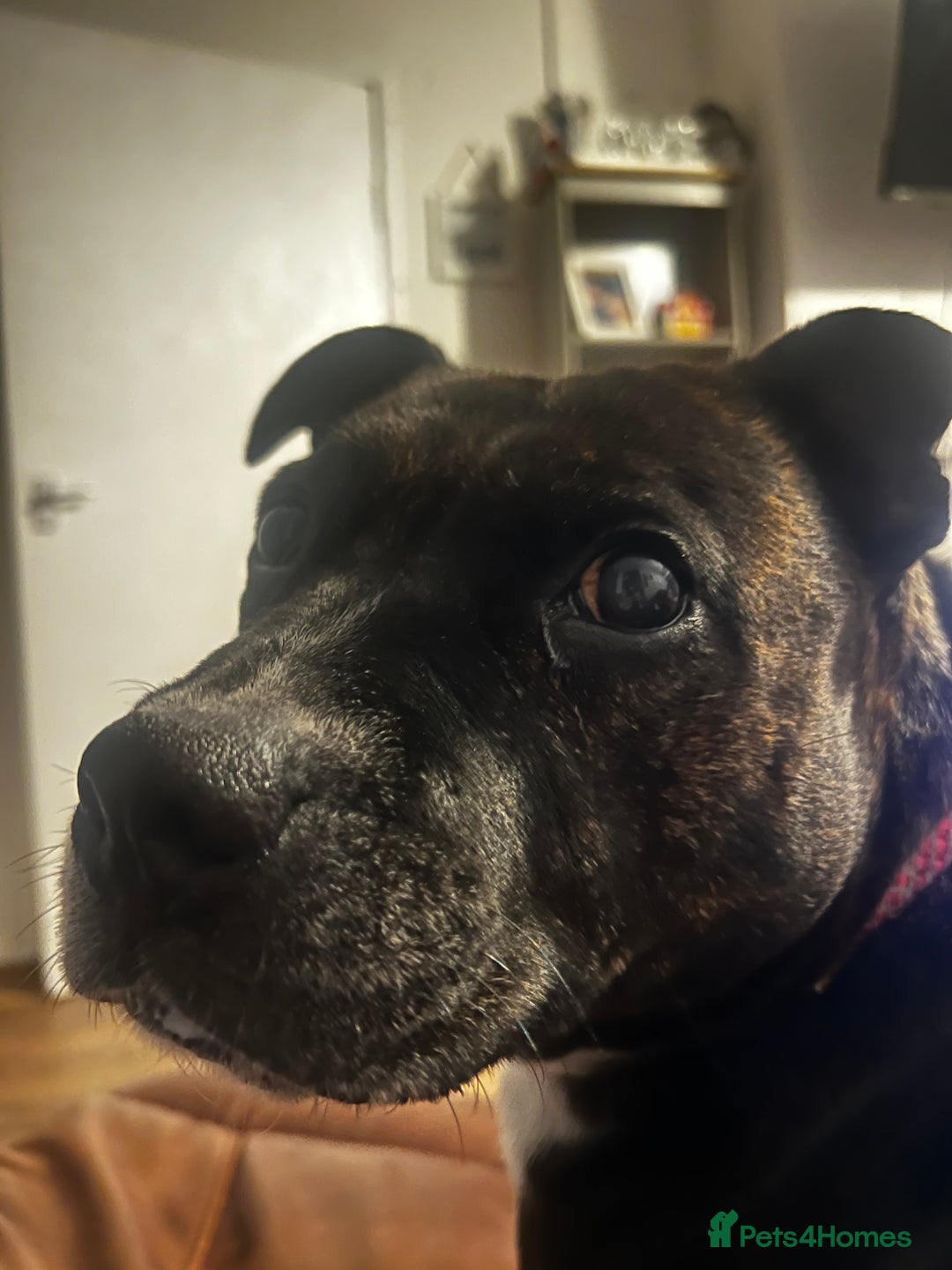 Mixed Breed dogs for sale: Rehome  - Advert 1