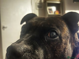 Mixed Breed dogs Rehome - Advert 3