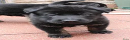 German Shepherd dogs for sale: GERMAN SHEPHERD PUPPIES 🐶  - Advert 4