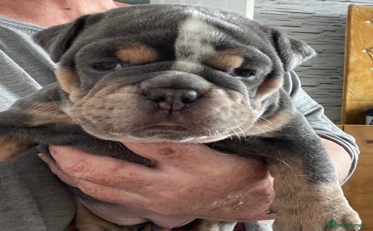 Olde English Bulldogge dogs - Advert 3