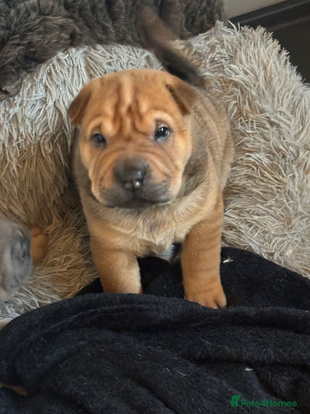 Shar Pei dogs for sale: Shar pei puppys  - Advert 7
