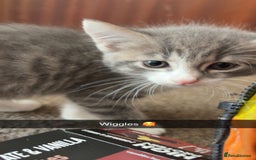 British Shorthair cats for sale: Missy & her 3 kittens & adopted rescue kitten scar - Image 9