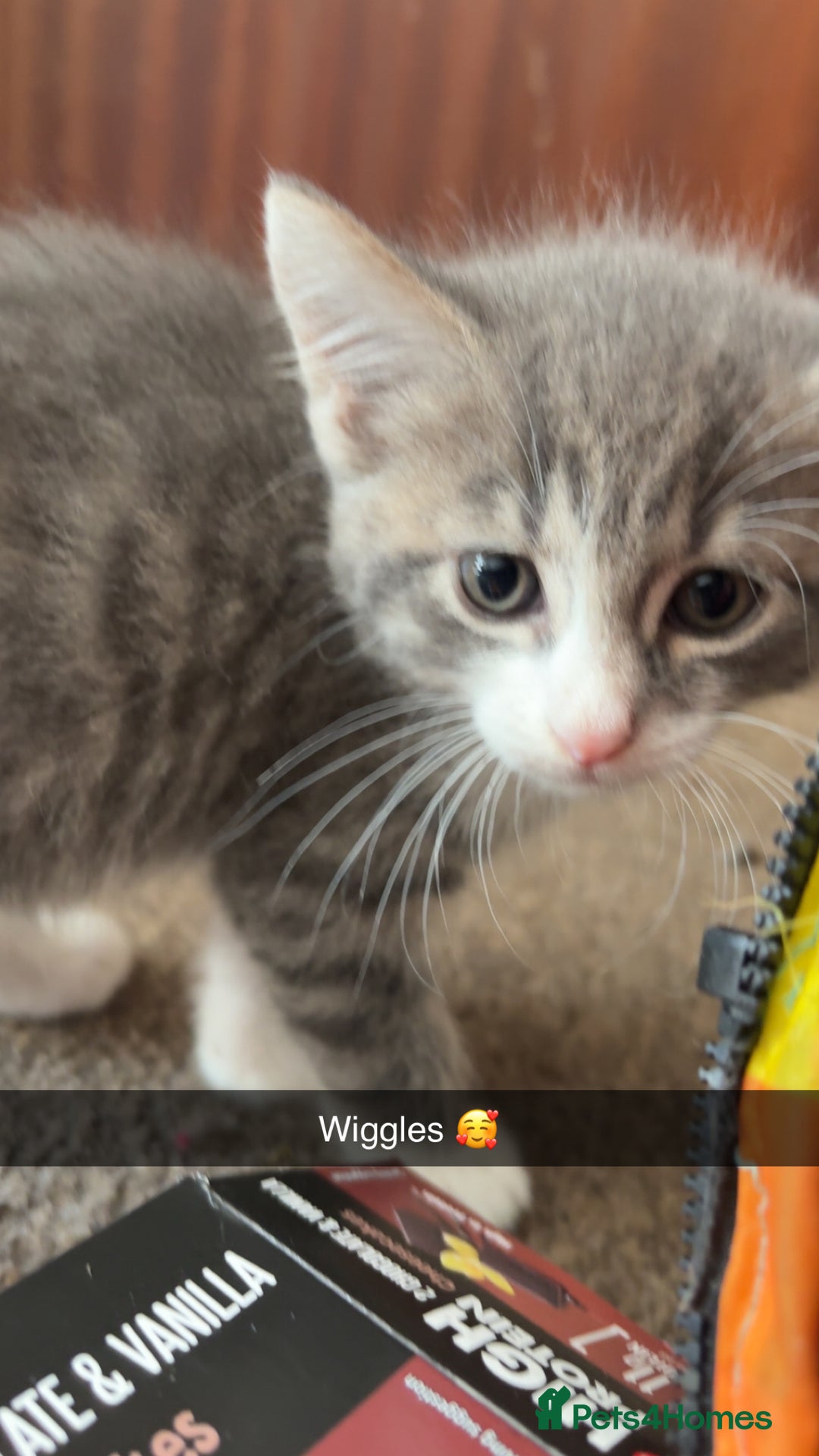 British Shorthair cats for sale: Missy & her 3 kittens & adopted rescue kitten scar - Image 9