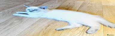 Ragdoll 2