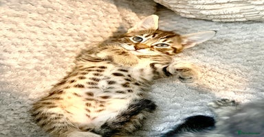 Savannah cats F4 Savannah kittens  - Advert 3