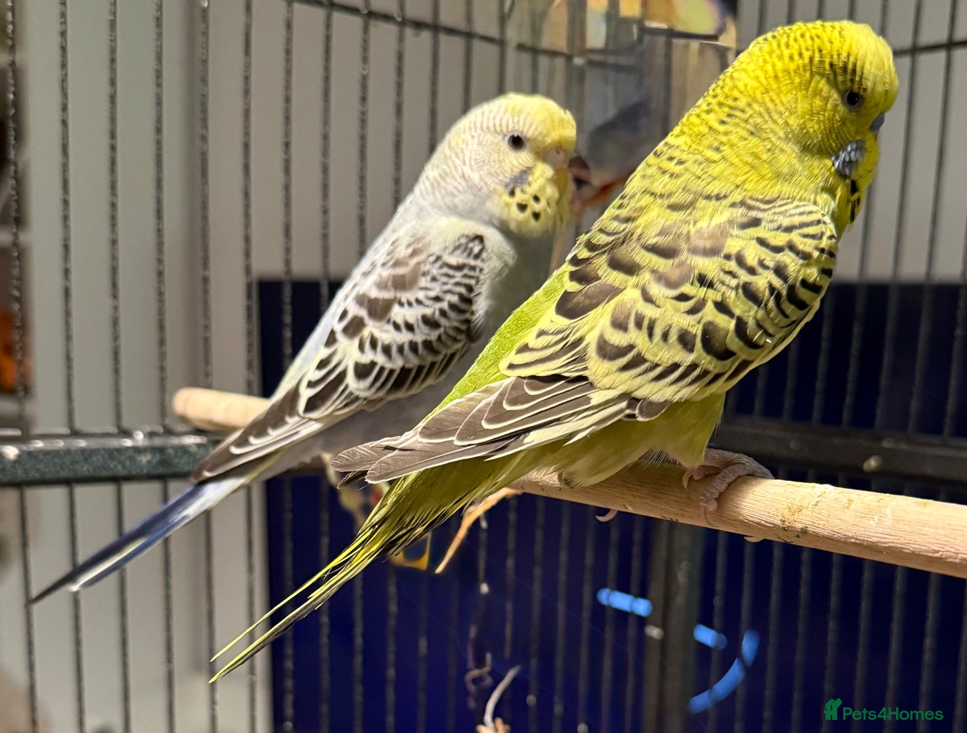 Budgerigars birds Olive Green & Grey-Blue Budgies Runcorn - Advert 1